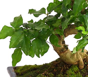 Bonsai Chinesischer Liguster - Ligustrum | Dehner