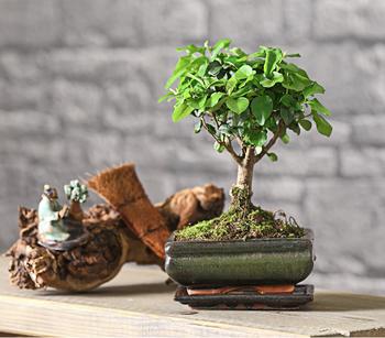 Bonsai Chinesischer Liguster - Ligustrum | Dehner