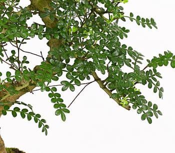 Bonsai Szechuan-Pfeffer - Zanthoxylum | Dehner