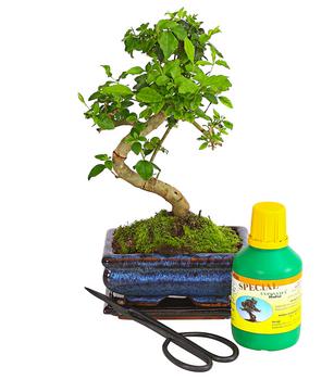Bonsai Chinesischer Liguster - Ligustrum sinensis, Anfänger-Set