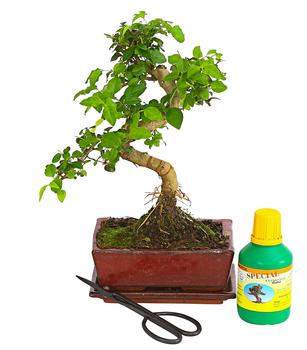 Bonsai Chinesischer Liguster - Ligustrum sinensis, Anfänger-Set