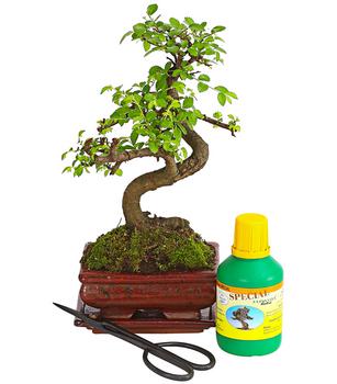 Bonsai Chinesische Ulme - Ulmus parviflora, Anfänger-Set