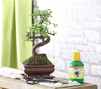 geigenfeige baum kaufen Geigenfeige (Ficus lyrata) kaufen main image 1