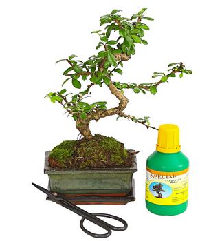 Bonsai Fukientee - Carmona microphylla, Anfänger-Set