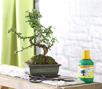 japanische zelkove bonsai Bonsai 'Zelkova' S-Form kaufen | Bonsai 'Zelkova'