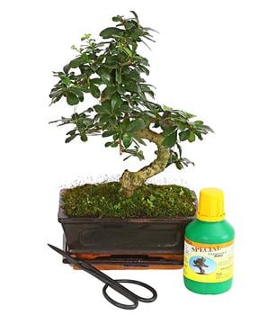 Bonsai Fukientee - Carmona microphylla, Anfänger-Set