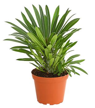 Madagaskarpalme - Pachypodium lamerei