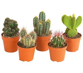 Kakteen-Set - Cactaceae, verschiedene Sorten
