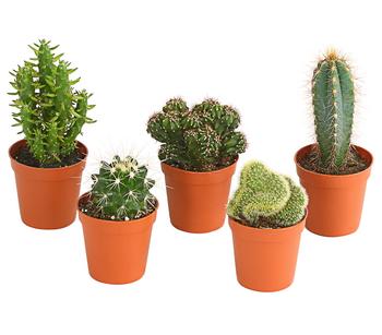 Kakteen-Set - Cactaceae, verschiedene Sorten