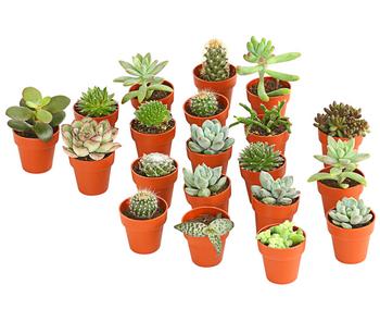 Mini Kakteen- & Sukkulenten-Set, verschiedene Sorten, 20-teilig
