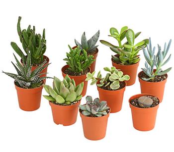 Zimmerpflanzen-Set Sukkulenten, verschiedene Sorten
