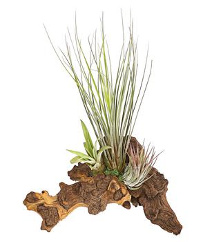 Tillandsien-Arrangement auf Mopani-Wurzel - Tillandsia Hybride, 3-teilig