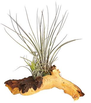 Tillandsien-Arrangement auf Mopani-Wurzel - Tillandsia Hybride, 2-teilig