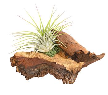 Tillandsien-Arrangement auf Mopani-Wurzel - Tillandsia Hybride, 2-teilig
