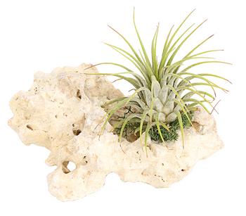 Tillandsien-Arrangement auf Sansibar Rock - Tillandsia Hybride, 2-teilig