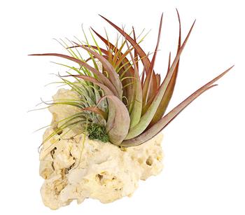 Tillandsien-Arrangement auf Sansibar Rock - Tillandsia Hybride, 2-teilig