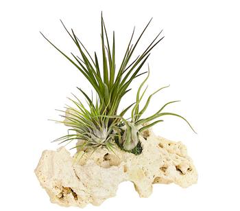 Tillandsien-Arrangement auf Sansibar Rock - Tillandsia Hybride, 3-teilig