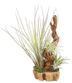 Tillandsien-Arrangement auf Wurzelbaum - Tillandsia Hybride, 3-teilig