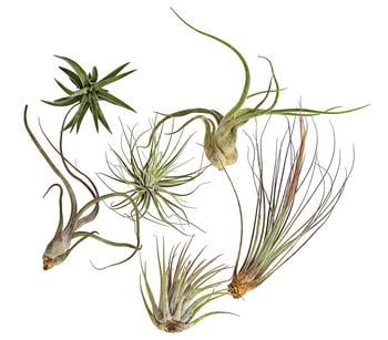 Tillandsien - Tillandsia Hybride, verschiedene Sorten, 6-teilig