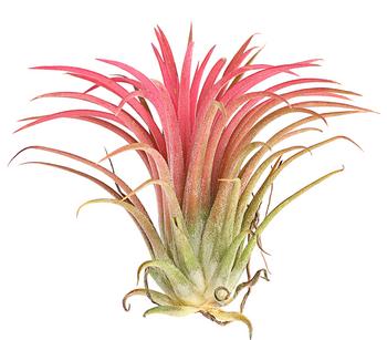 Tillandsie - Tillandsia ionantha 'Fire'
