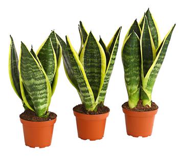 Bogenhanf - Sansevieria trifasciata, 3er-Set
