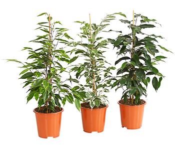 Birkenfeigen-Set - Ficus benjamini, 3-teilig