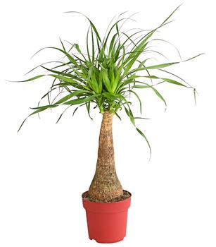 Elefantenfuß - Beaucarnea recurvarta