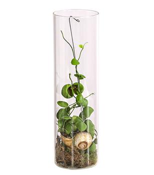 Schneckenhauspflanze im Glas - Dischidia pectinoides 'Snaily' von Dehner, Grün / Transparent
