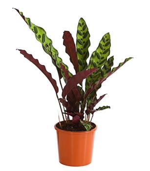 Korbmarante - Calathea lancifolia