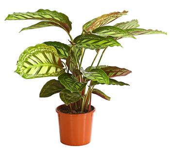 Korbmarante - Calathea roseopicta