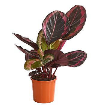 Korbmarante - Calathea 'Dottie'