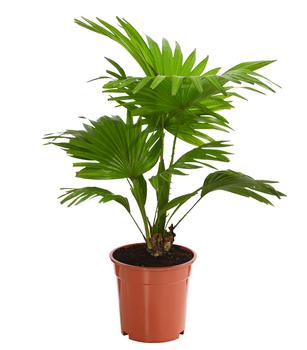 Rundblättrige Schirmpalme - Livistona rotundifolia