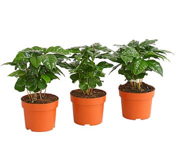 Kaffeepflanze - Coffea arabica, 3er-Set von Dehner, Grün