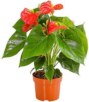 Große Flamingoblume - Anthurium andreanum, rot