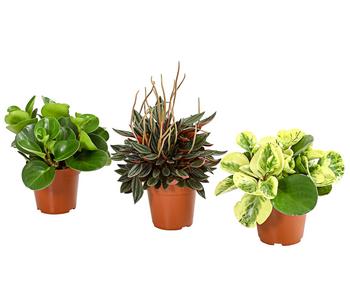 Peperomien-Set - Peperomia cultivars, 3-teilig