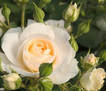 Beetrose 'Martin Luther Rose®'