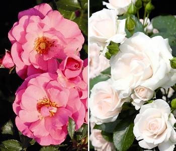 Rosen-Set Pflegeleicht, rosa/weiß, 2-teilig