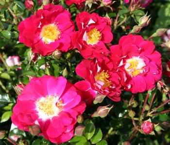 Bodendeckerrose 'Lipstick ', 3er-Set von Dehner, Pink