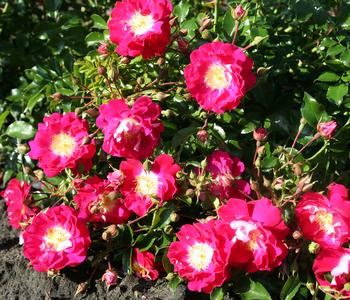 Bodendeckerrose 'Lipstick®'