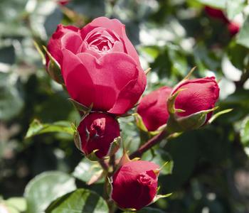 Noblesse Spray-Rose 'Magic Rokoko ' von Dehner, Pink