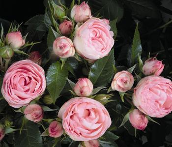 Noblesse Spray-Rose 'Lovely Rokoko ' von Dehner, Rosa