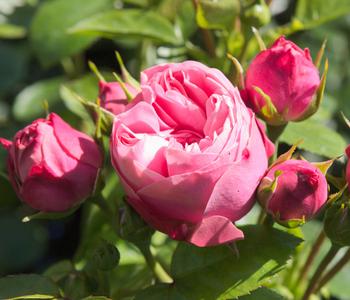 Noblesse® Spray-Rose 'Playful Rokoko®'