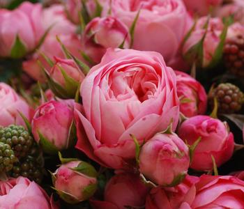 Noblesse® Spray-Rose 'Playful Rokoko®'