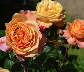 Nostalgie®-Edelrose 'Capri®'