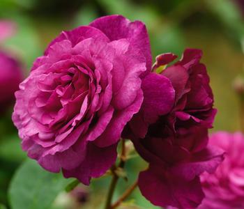 Beetrose 'Kaffe Fassett®'