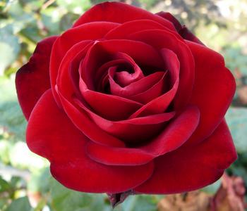 Edelrose 'Marlene®'