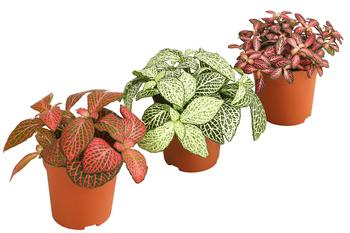 Mosaikpflanzen-Set - Fittonia, 3-teilig von Dehner, Bunt