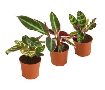 Korbmaranten-Set - Calathea, 3-teilig