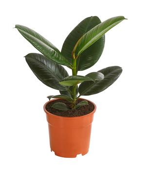 Gummibaum - Ficus elastica 'Robusta'