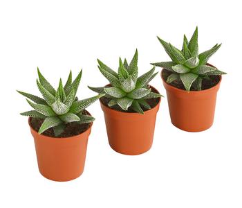 Haworthia - Haworthie fasciata, 3er-Set